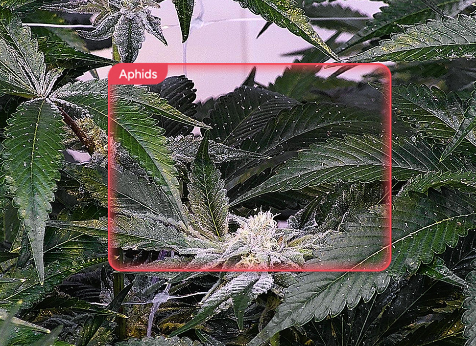 Aphids_Cannabis