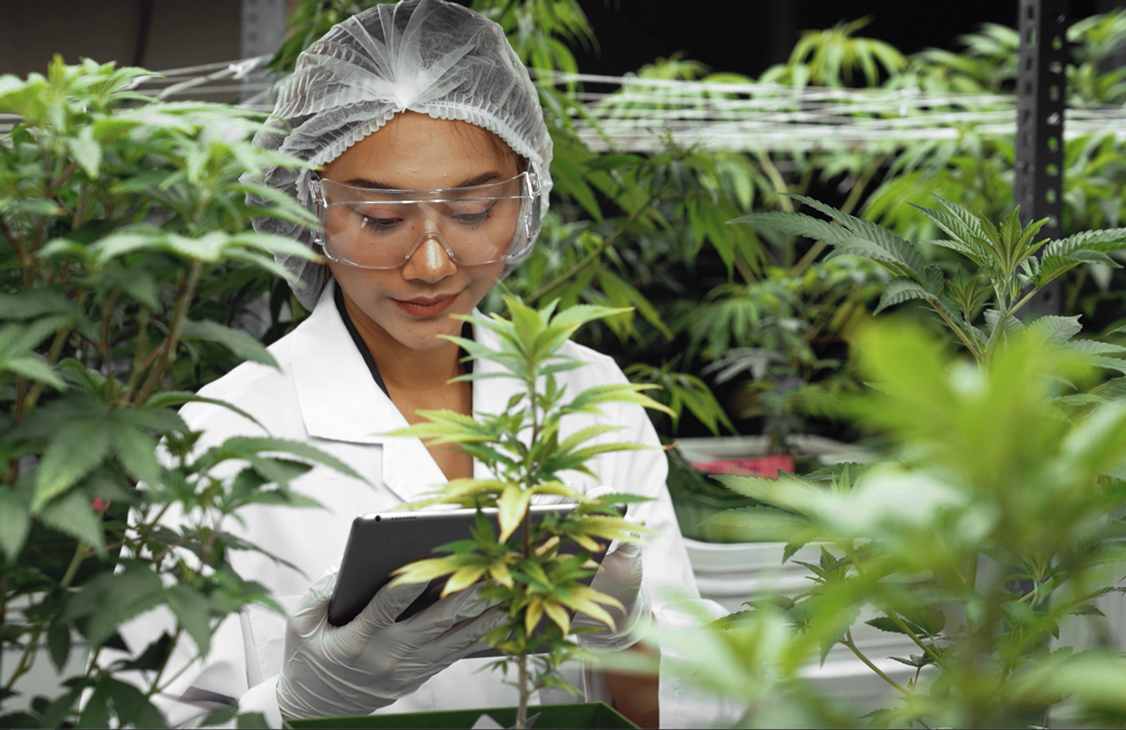 Cannabis_v5