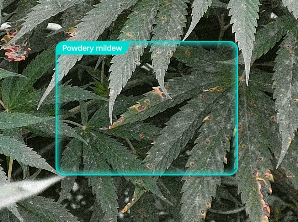 Powdery mildew_Cannabis